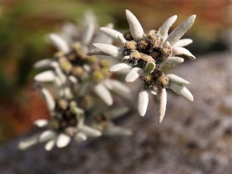 Edelweiss Flowers Leontopodium Alpinum How To Grow And Care Florgeous