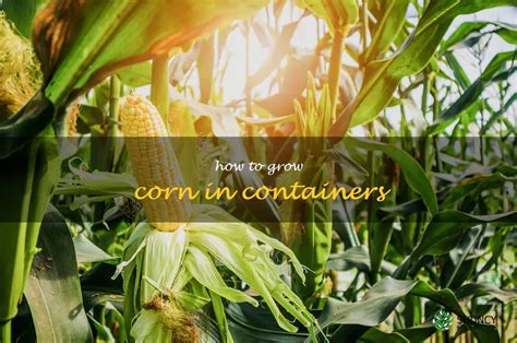 Growing Corn In Containers A Step By Step Guide To A Delicious Harvest