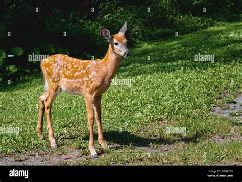 White Tailed Fawn Hi Res Stock Photography And Images Alamy