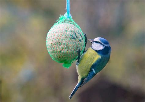 La Nature Jardins Des Oiseaux Photo Gratuite Sur Pixabay Pixabay