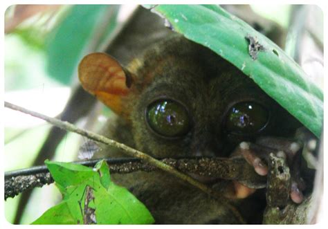 Tarsiers and chocolate hills in Bohol | The Philippines