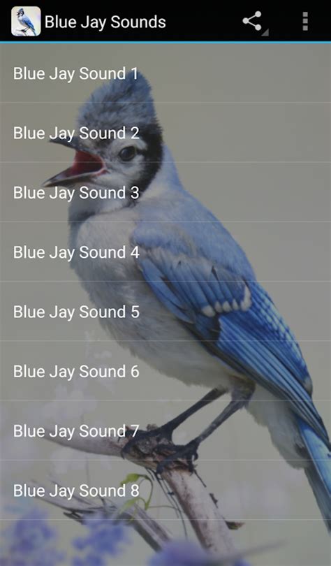 Blue Jay Sounds APK for Android - Download