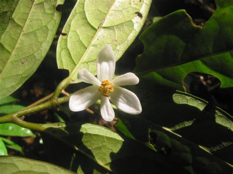 Anaxagorea Luzonensis Annonaceae Image At Phytoimages Siu Edu