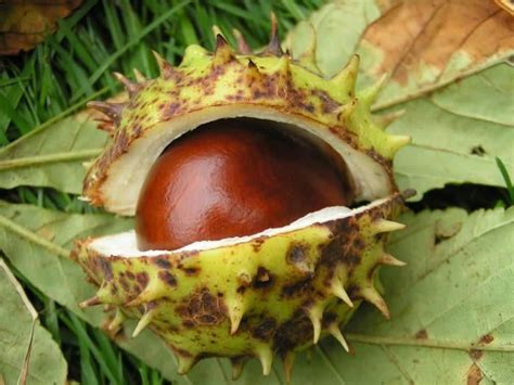 26 best Conkers images on Pinterest | Conkers, Autumn crafts and Conkers craft