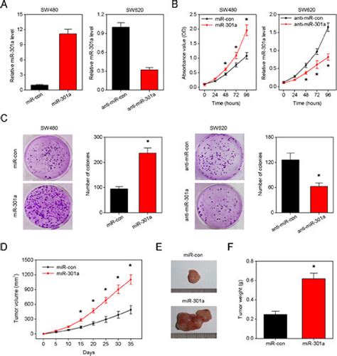 R 301a Promotes CRC Cell Growth In Vitro And In Vivo A Relative