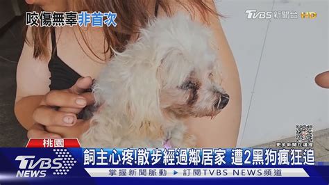 飼主護不住 鄰居大狗突暴衝 小狗慘遭狠咬｜tvbs新聞 Tvbsnews01 Youtube