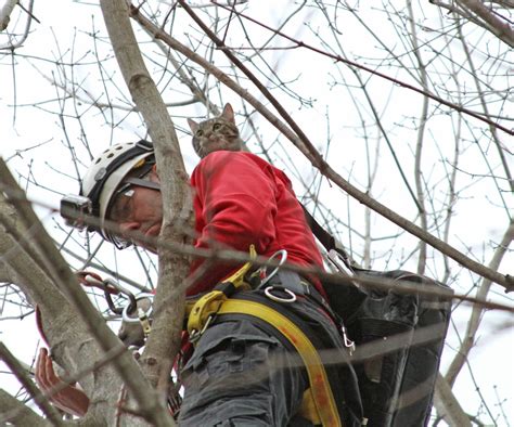 Cat in Tree Quickly Warms Up To ARL Rescue Team - Animal Rescue League ...