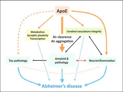 Apoe Mediated Pathogenic Pathways Leading To Alzheimer S Disease Apoe