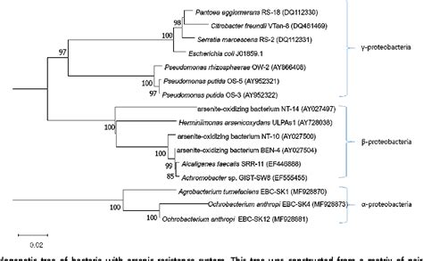 Figure 1 From Ars Genotype Of Arsenic Oxidizing Bacteria And