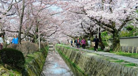 11 Luoghi Imperdibili Dove Vedere La Fioritura Dei Ciliegi In Giappone