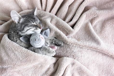 Feline Fancies Do Cats Like Blankets As We Do