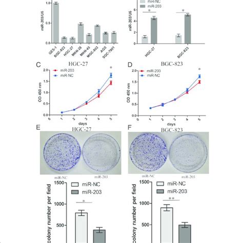 Knockdown Of Pibf1 Inhibited Proliferation And Colony Formation Of Gc Download Scientific