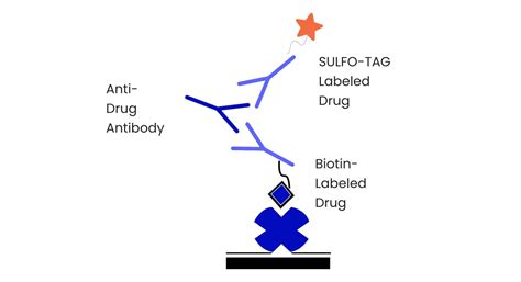 Msd Assay Immunogenicity Assay Northeast Biolab