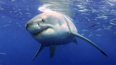 Great White Shark Spotted Off Florida Keys Bradenton Herald