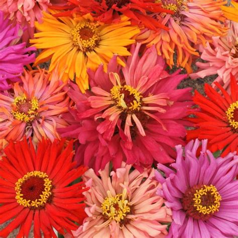 Tomorrowseeds Cactus Mix Zinnia Seeds Count Packet Zinnia