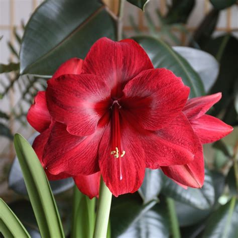 Amaryllis Bulbs For Sale Shop Hippeastrum Longfield Gardens