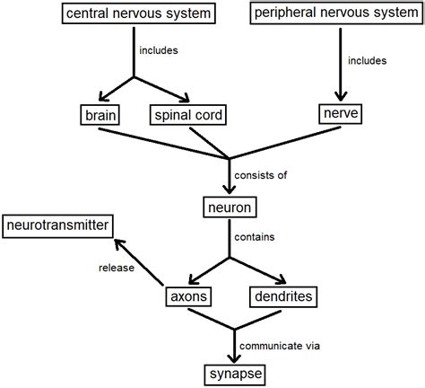 Peripheral Nervous System Concept Map Gretel Hildagarde