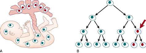 Basic Genetic Principles Clinical Tree