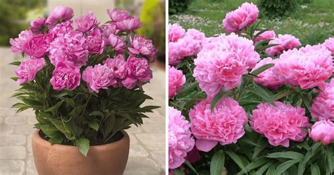 How To Grow Peonies In Pots