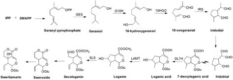 Biosynthetic Pathway Of Swertiamarin Seco Iridoid Pathway Download