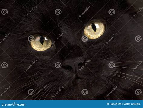 Gato Preto Agudo Olhos Amarelos De Fundo Preto Foto De Stock