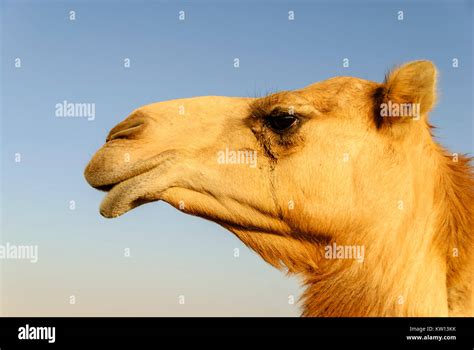 Closeup Of A Camels Nose And Mouth Nostrils Closed To Keep Out Sand