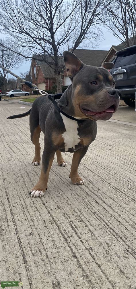 American Bully - Blue Tri - Stud Dog in Dallas, the United States ...