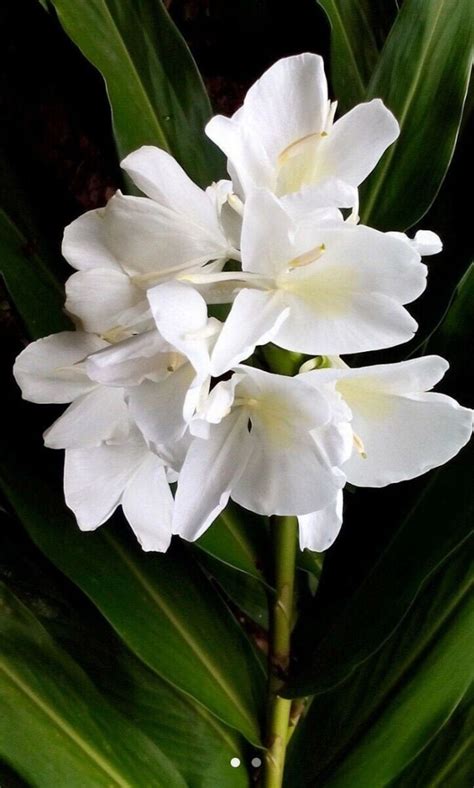 1 White Butterfly Ginger Lily Plant No Pot Very Fragrant Etsy