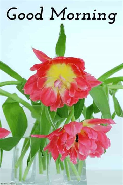 Gd Mng Wallpaperflowerflowering Plantplantpetalcut Flowers