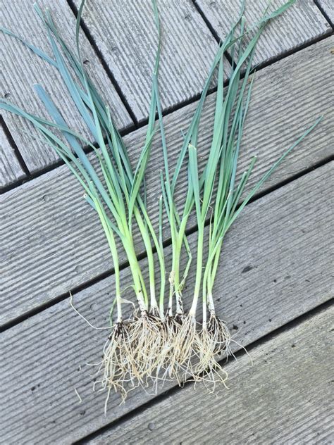 Por - kiedy siać, sadzić i zbierać plony? - Zielone Pogotowie