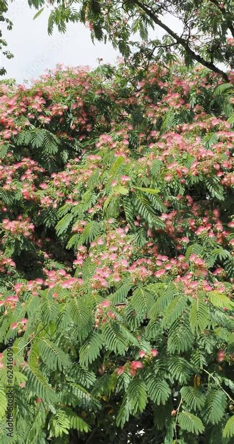 Albizia Julibrissin Rosea Arbre Soie Ou Mimosa De Constantinople