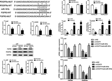 Lncrna Ccat Promotes Glioma Tumorigenesis By Sponging Mir B Cui