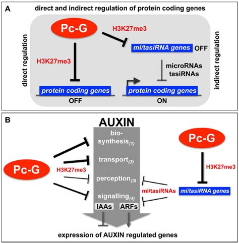 Models Of The H3k27me3 Mediated Regulation Of Protein Coding Genes And