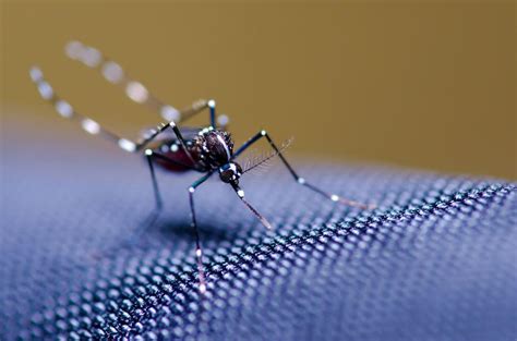 Where Do Mosquitoes Go In Winter Atlanta Mosquito Control Company