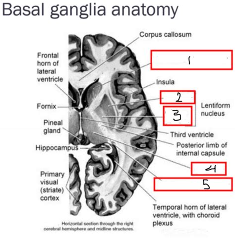 BASAL GANGLIA AND PARKINSON S DISEASE Flashcards Quizlet