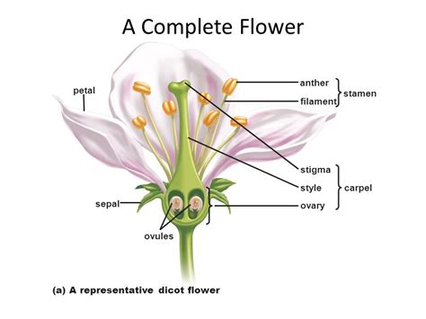 Flower Parts And Functions Quizlet Best Flower Site