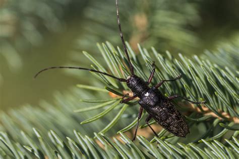 Is There A Bug Infestation In Your Christmas Tree Houseman Services