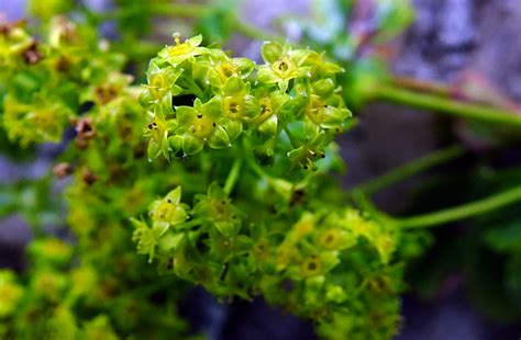 Alchemilla Micans Rosaceae Image At Phytoimages Siu Edu