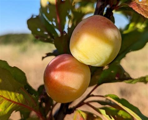 Vente de hybride interspécifique Prune et abricot Pépinières Quissac