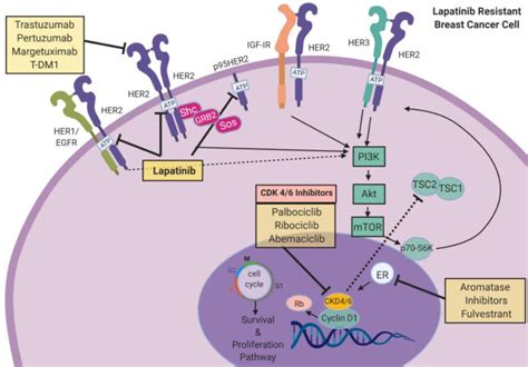 Targeting Cdk 4 6 In Her2 Breast Cancer Cdk4 And Cdk6 Play Critical