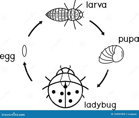 Life Cycle Of Ladybug Coloring Page Stages Of Development Of Ladybug