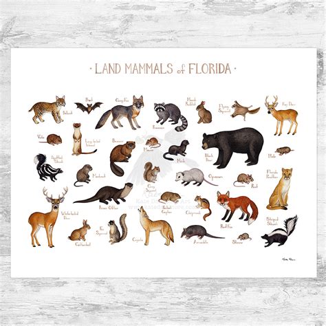 Florida Land Mammals Field Guide Art Print Kate Dolamore Art