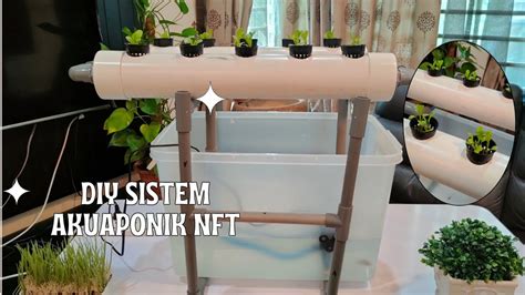 DIY Sistem Akuaponik NFT Akuaponik RBT Tingkatan 2 Sayur Sawi Pak