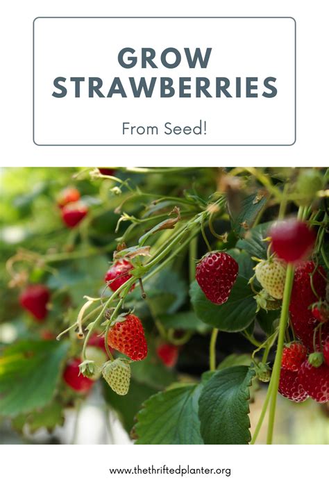 How To Grow Strawberries From Seeds Artofit