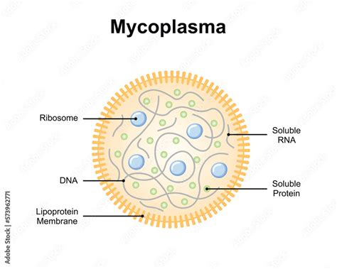 Scientific Designing Of Mycoplasma Structure Vector Illustration