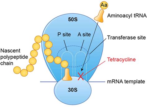 Treating Acne With The Tetracycline Class Of Antibiotics A Review Graber 2021