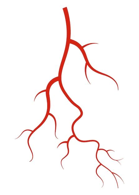 Veias Humanas Art Rias Ou Capilares De Vasos De Silhueta Vermelha Em