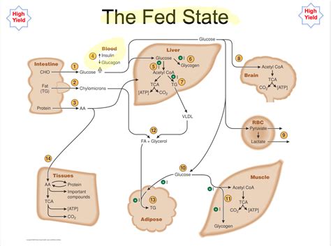 Fed State Metabolism | Biochemistry, Teaching chemistry, Physiology