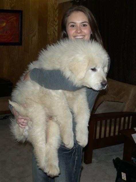 11 Overwhelming Moments Of Love Only Great Pyrenees Can Understand