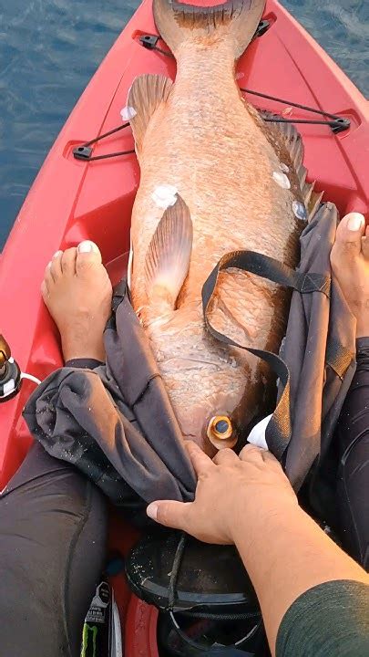 Pargo Cubera Pelea épica Con Este ánimal De Más De 10k Con Full Drag 💯